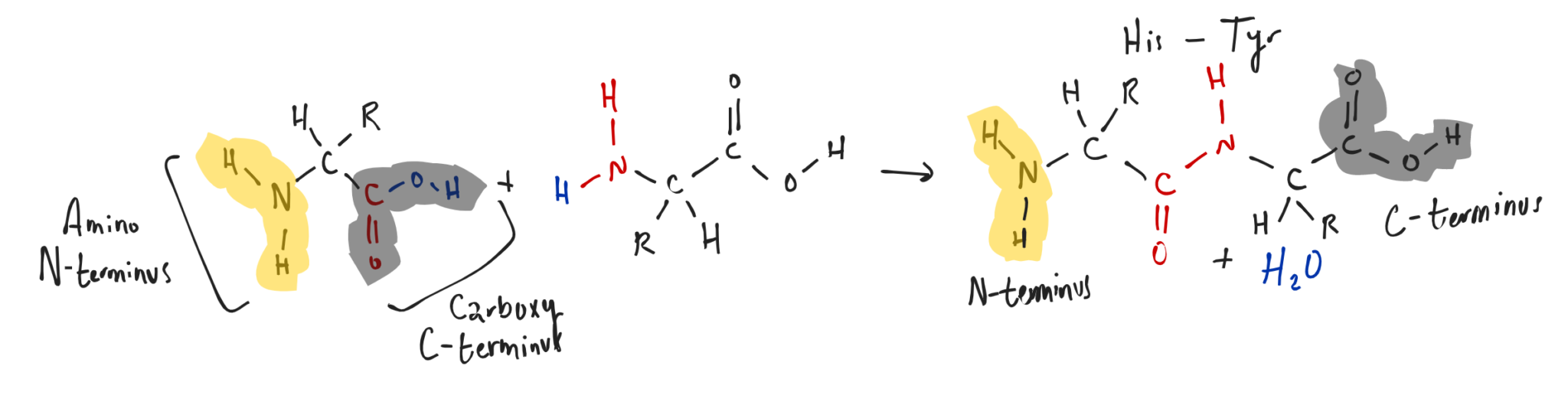 Amino Acid Notation Eightfold