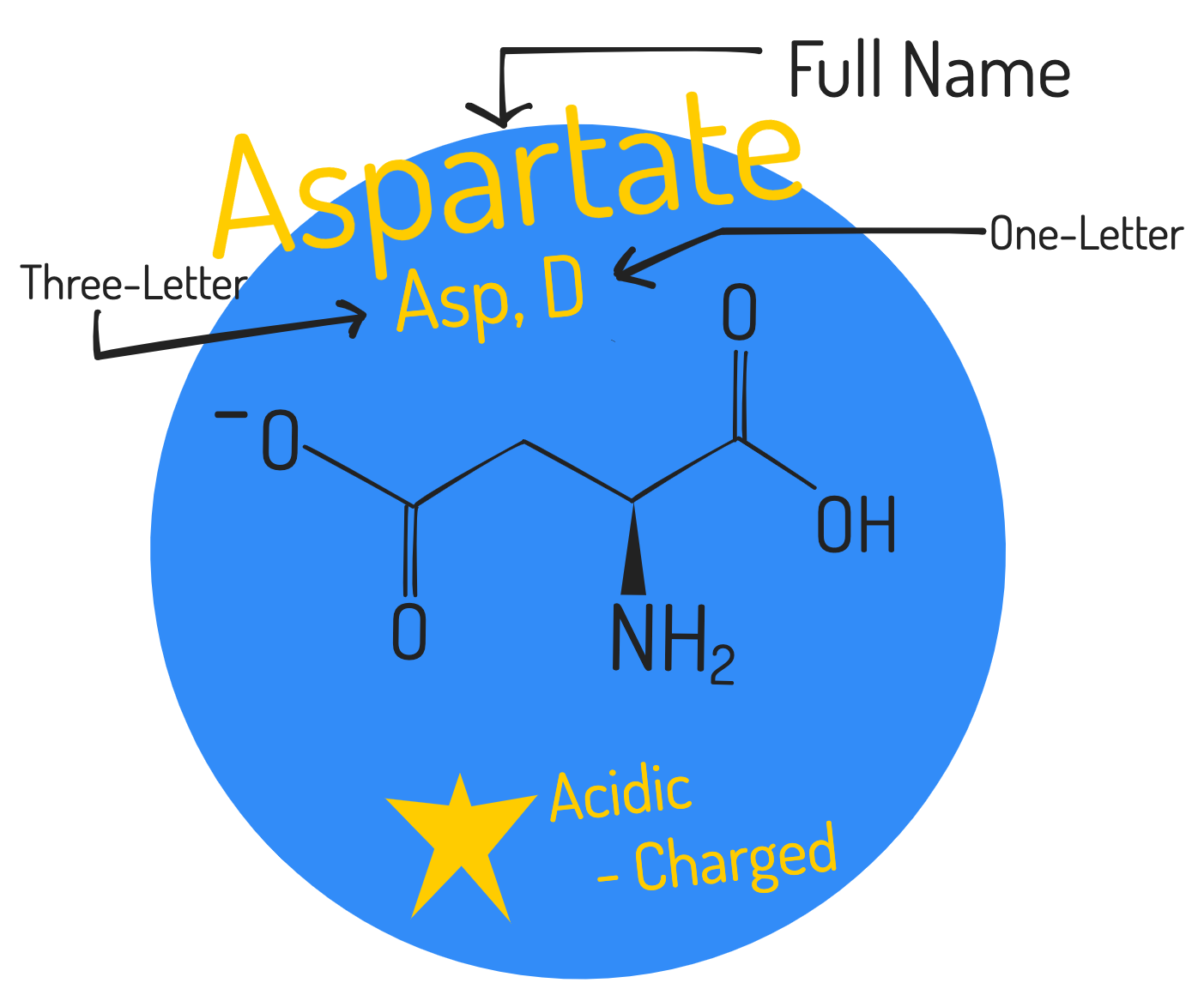 Amino Acid Notations and Classifications Eightfold