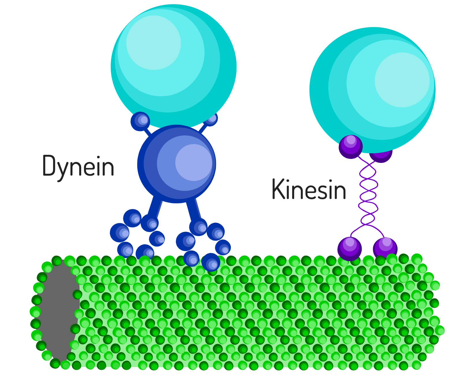 The Cytoskeleton and Cell Trafficking – Eightfold