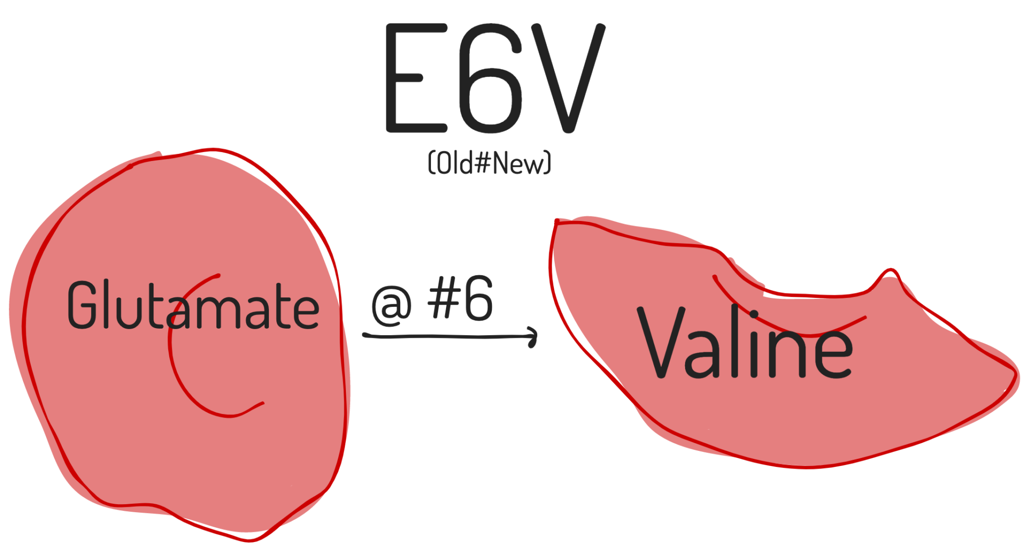 Amino Acid Notations and Classifications – Eightfold